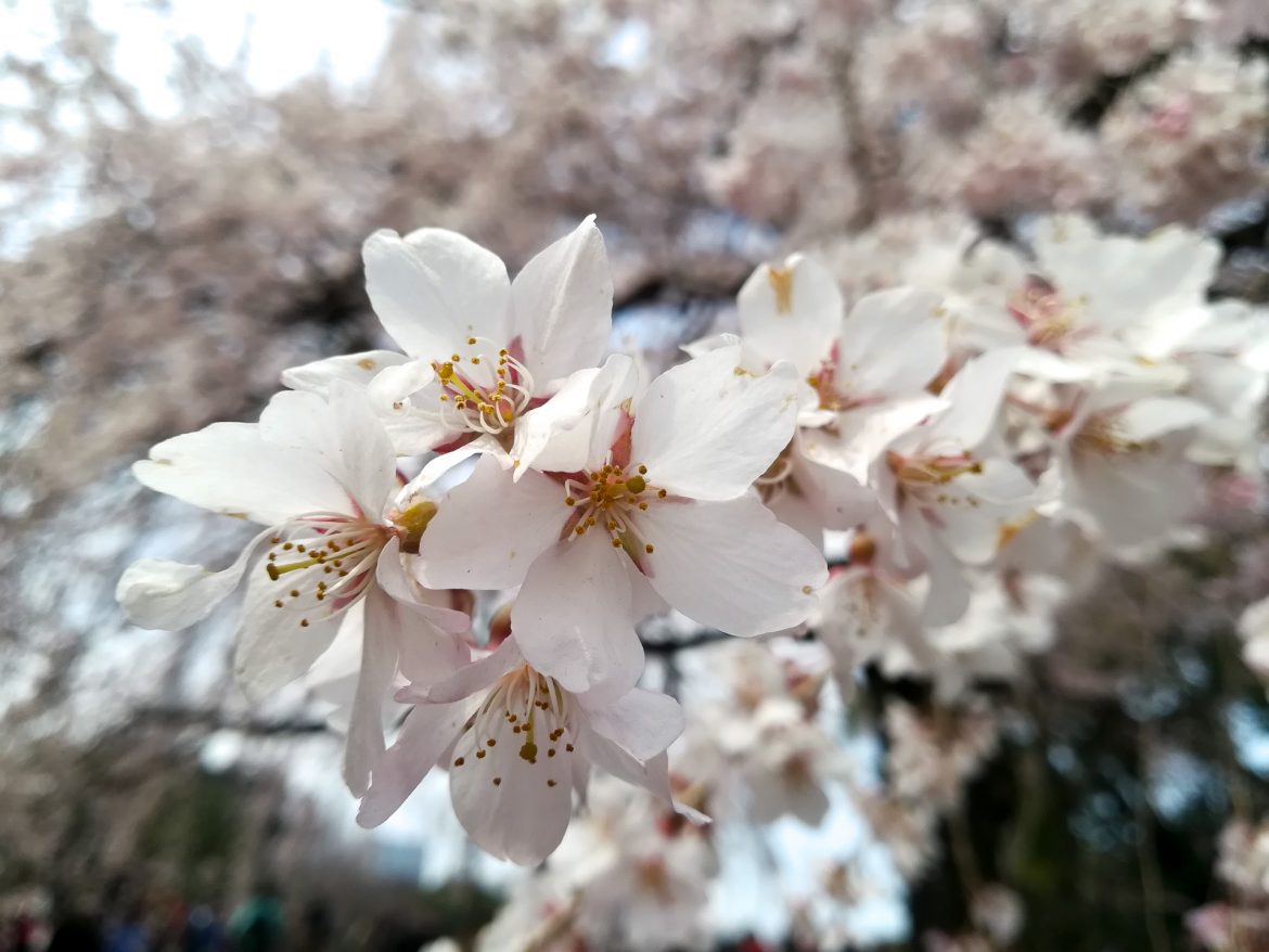 Einige weiße Kirschblüten in Großaufnahme vor einem weiß blühenden Kirschbaum