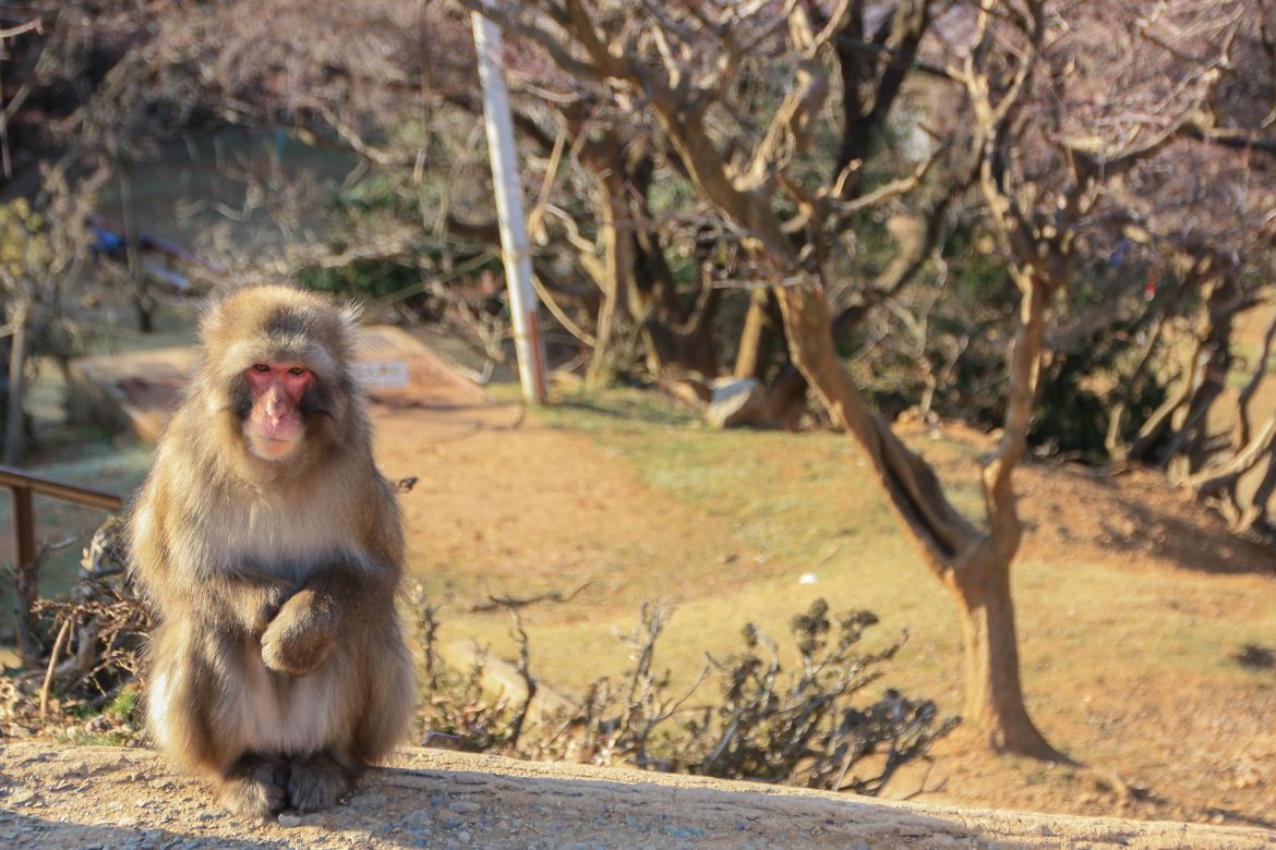 Ein Makake im Iwatayama Affenpark, der zufrieden am Wegesrand sitze und uns beobachtet.