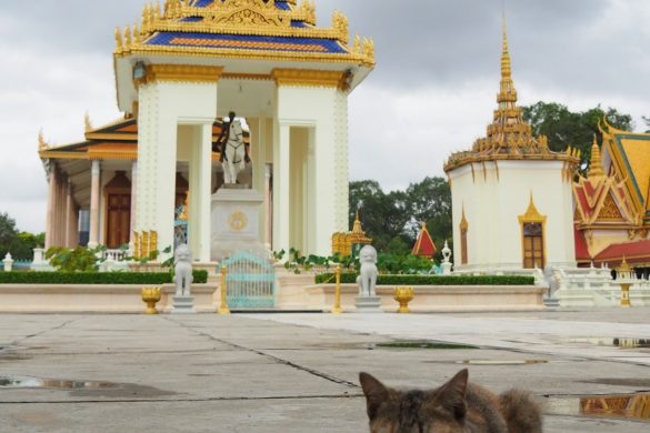 Eine Katze die es sich im Royal Palace von Phnom Penh vor einigen Gebäuden gemütlich gemacht hat.