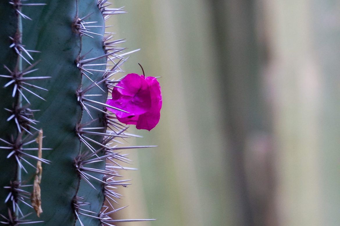 Nahaufnahme eines Kaktusses mit einer einzelnen pinken Blüte