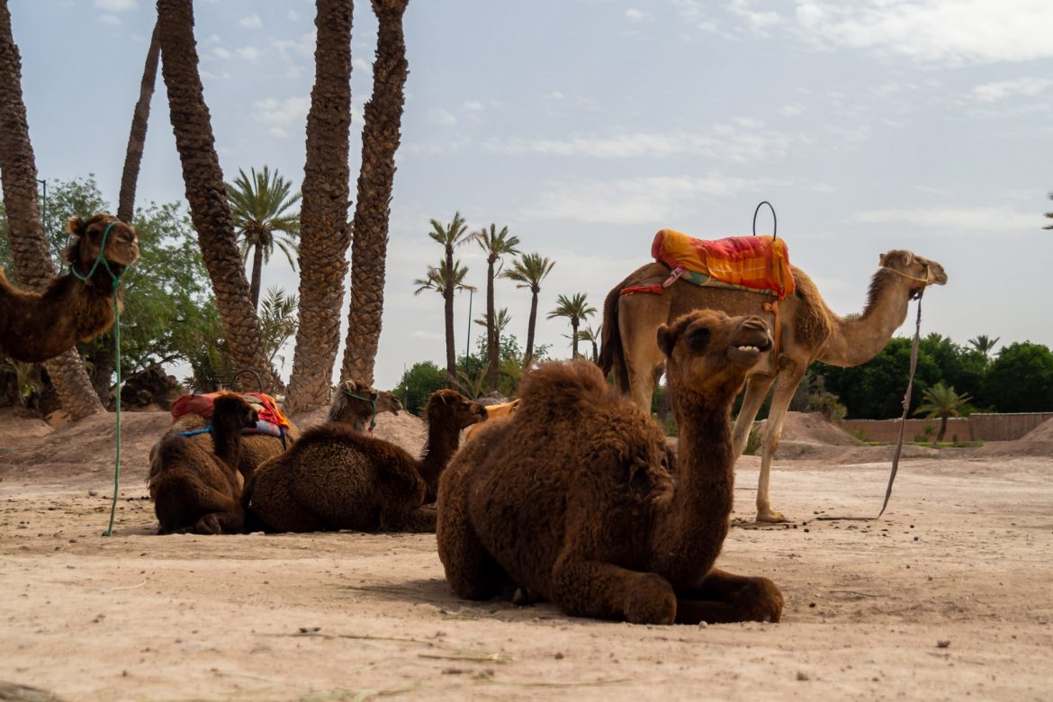 Junge und alte Kamele, die in der Wüsten ähnlichen Gegend, der Palmaraie in Marrakesch auf die Touristen warten, die zum Kamelreiten kommen.