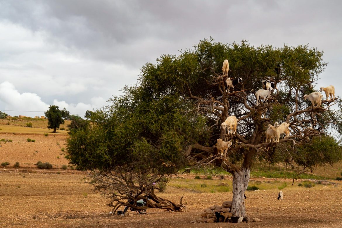 Ziegen sitzen auf einen Arganbaum und fressen von den Blättern des Baumes.