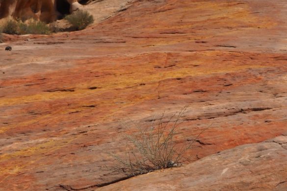 Unterschiedliche Pigmente lassen die rötlichen Steine im Valley of Fire aussehen, als würden Feuerzungen über sie hinweg fegen.