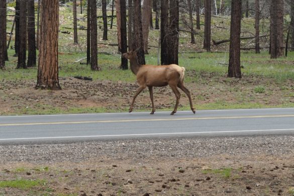 Ein Reh, dass im Grand Canyon National Park gemütlich über die Straße in den Wald läuft um vermutlich neue Futterstellen zu finden.