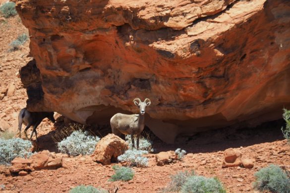 Einige Widder, die sich im Schatten von großen Steinen verstecken und in der kargen Landschaft der Valley of Fire etwas Fressbares suchen